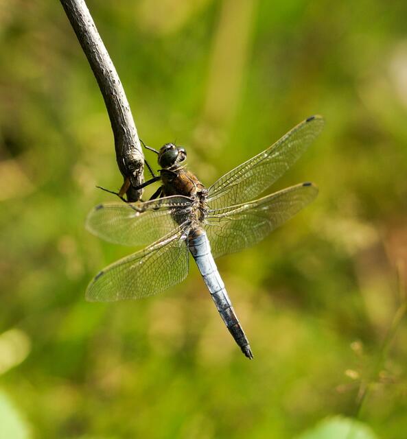 Großer Blaupfeil (Orthetrum cancellatum) - Männchen