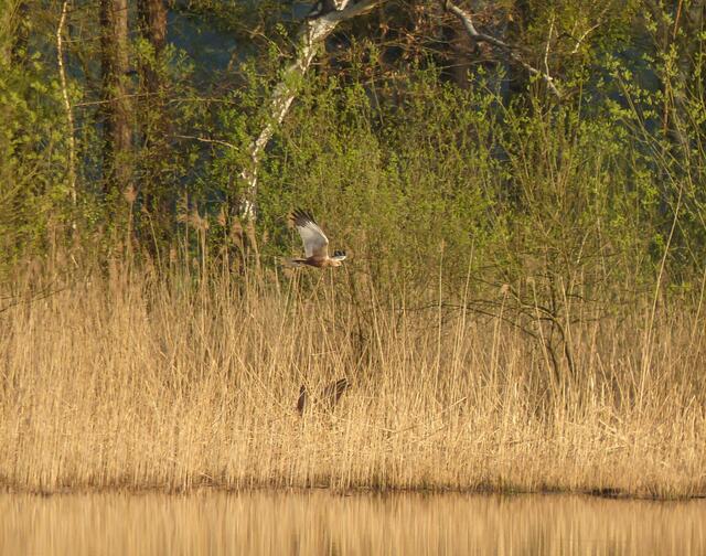 Ein Rohrweihenpaar konnte im April 2017 mehrmals im Röhrichtgürtel des Würmsees beobachtet werden. Diese Beobachtung, ebenso wie die Entdeckung einer Wasserralle und die Beobachtung eines Pirolpaares hoch in den Baumwipfeln über dem See freute mich als passionierte Naturfreundin besonders.
