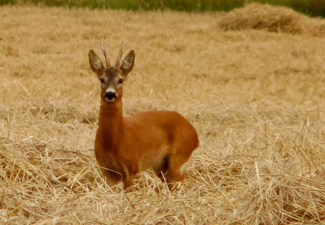Ich sitze mit meiner Kamera auf einer Bank und schaue  bei der Getreideernte zu. Die Erntemaschinen lärmen. Der Mähdrescher fährt unbeirrt seine Runden, auf einem Hänger werden von vielen Händen Strohballen gestapelt. Der Rehbock erscheint aus einem Waldstück heraustretend am Wegesrand, minutenlanger Blickkontakt, dann schreitet er ohne Hast über das frisch geschnittene Getreidefeld, nochmals wirft er einen Blick zurück. Auch dieses Erlebnis gehört zu den unauslöschbaren "Naturabenteuern" vor der Haustür.