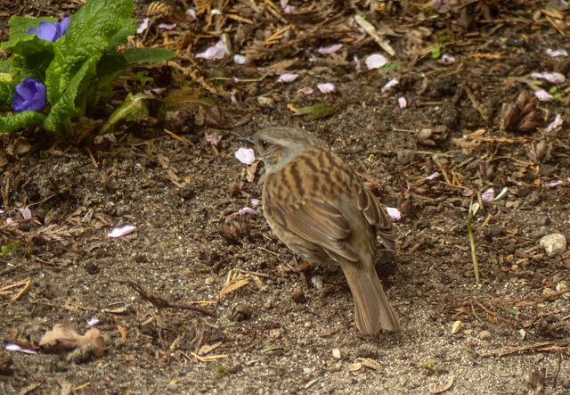 Wer erkennt den gut getarnten Gast im Garten?