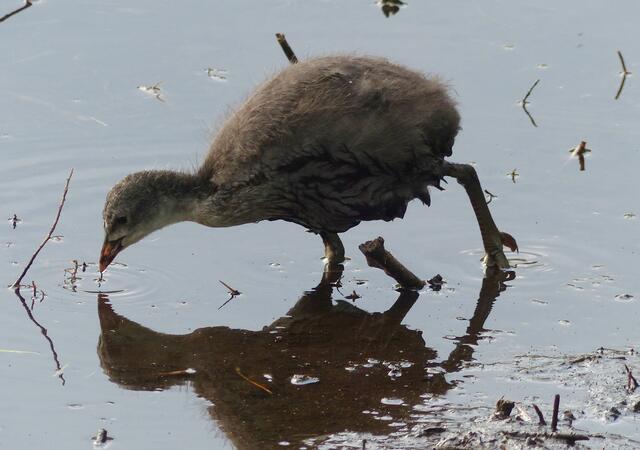 Der kleine "Rotschopf" - das Blässhuhnküken - ist inzwischen in sein Jugendkleid geschlüpft und ist nun auch schon selbstständig unterwegs. Von Zeit zu Zeit bekommt er aber noch ganz eifrig Nahrhaftes von Mutter Blässhuhn zugesteckt, das bedeutet ohne eigene Mühe zum schnellen Direktverzehr vor das erwartungsvolle Schnäbelchen gehalten.