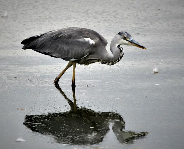 Auch ein Graureiher hat sich eingefunden