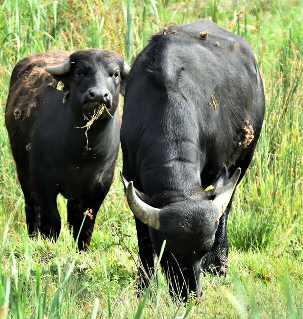 Gutes Futter gibt es hier reichlich