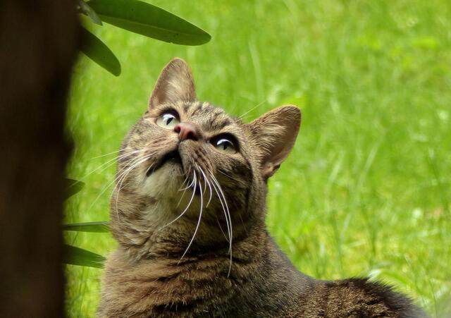 Nur gucken...! Nicht nur ich beobachte im Garten und in der Natur alles was da kreucht und fleucht. Zum Glück ist sie (eine der Nachbarskatzen) keine Jägerin!