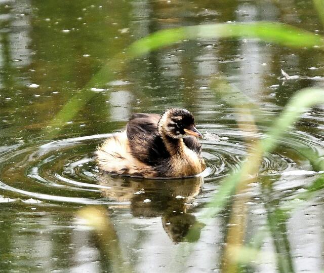 Ein junger Zwergtaucher tummelt sich vor der Beobachtungshütte