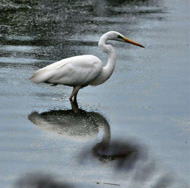 Der Silberreiher sichtet die Wasserfläche .....