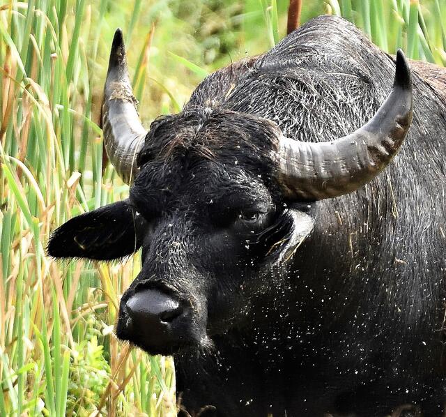 Ganz schöner Brocken
