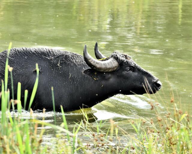 Der Wasserbüffel in seinem Element