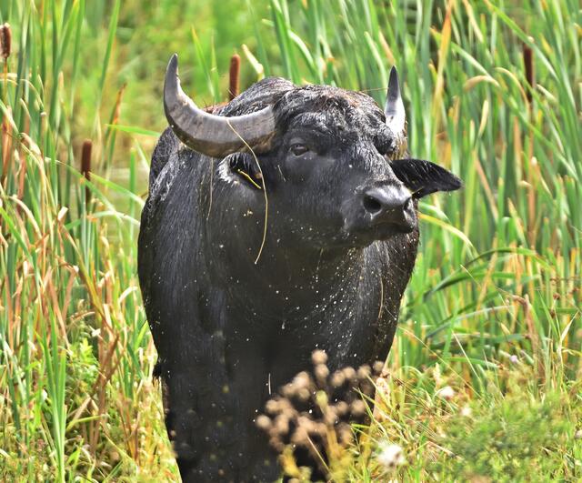 Wassebüffel sind beeindruckende Tiere
