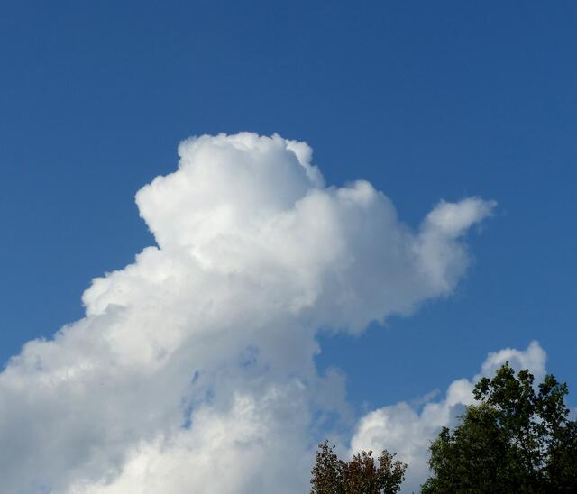 Mein Lieblingssammelobjekt erkenne ich auch als Phantasietier in den Wolken. Wer kann es erraten? Egal ob aus Holz, Glas, Stein, gezeichnet, fotografiert, getöpfert, auf Postkarten oder Anzeigen, als Exlibris, als Briefbeschwerer oder Lesezeichen, er ist zum Objekt (m)einer stillen Sammelleidenschaft geworden. Deshalb entdecke ich ihn wohl auch am Sommerhimmel.