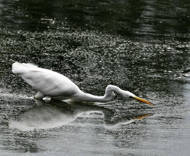 .....und nimmt die Angriffsposition ein