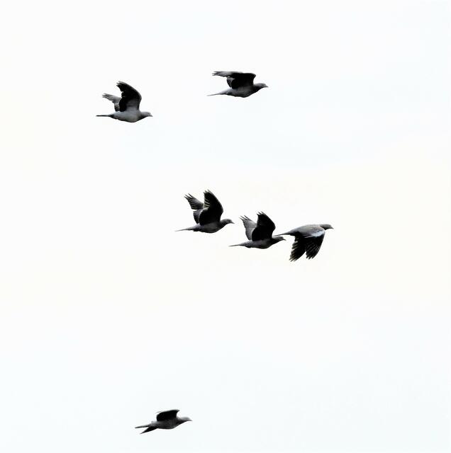 Taubengruppe im Überflug