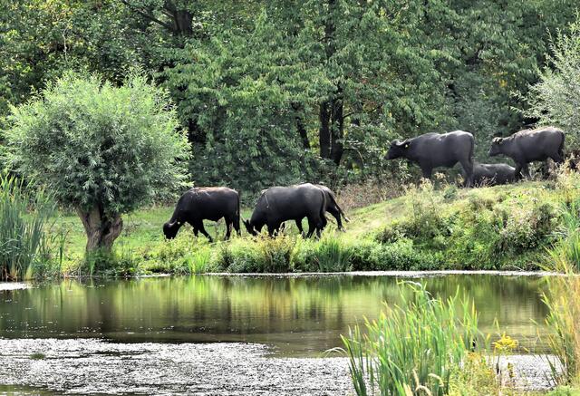 Die kleine Herde zieht sich zurück