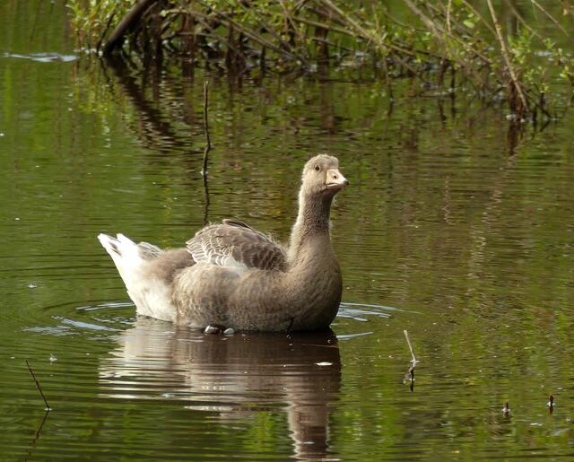Fast unglaublich am 15. Juni 2018 sind die Küken selber schon zu solch großen Junggänsen herangereift. Ja, in der Natur ist dieses schnelle Wachstum von überlebenswichtiger Bedeutung. Noch wird der Nachwuchs aber auf Schritt und Tritt von den Eltern begleitet und geführt.