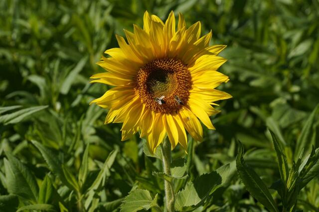 auch die Bienen erfreuen sich an den Sonnenstrahlen