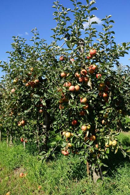 die Bäume hängen voll mit frischen Äpfeln