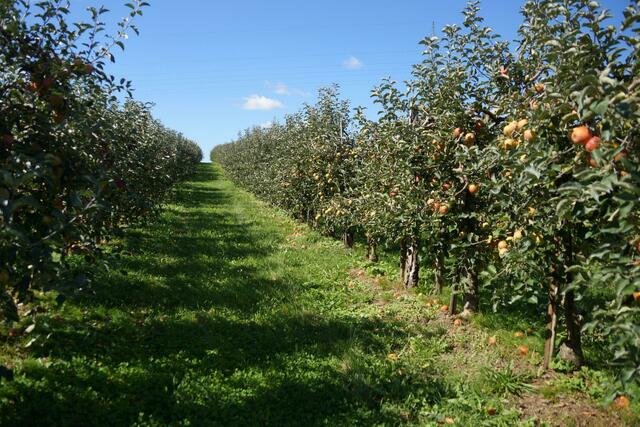 ganz deutlich die abgeschüttelten Äpfel am Boden zu sehen