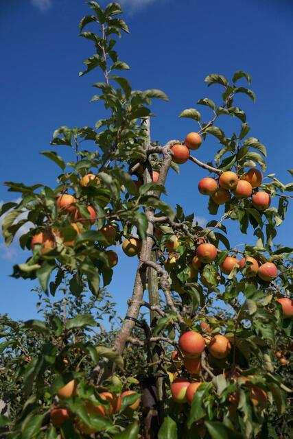 die Sonne verleiht dem gesunden Snack noch etwas Süße