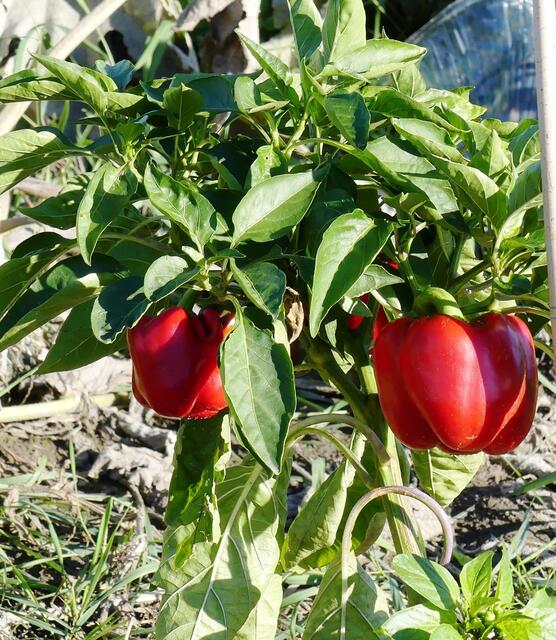 Paprika