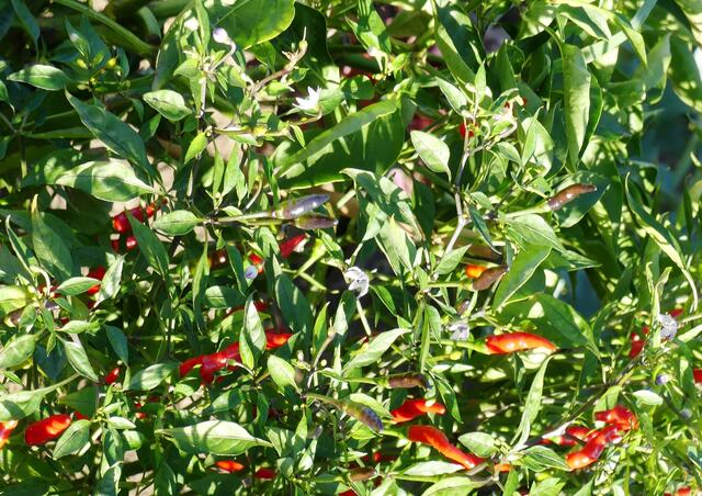 Chili