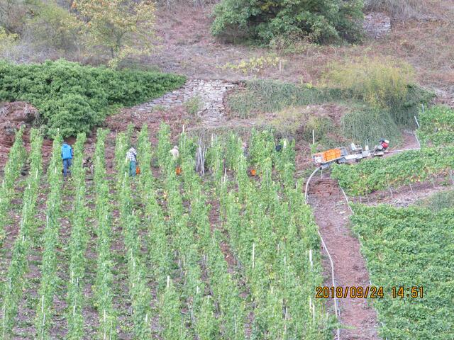 Handarbeit an steilen Weinbergen