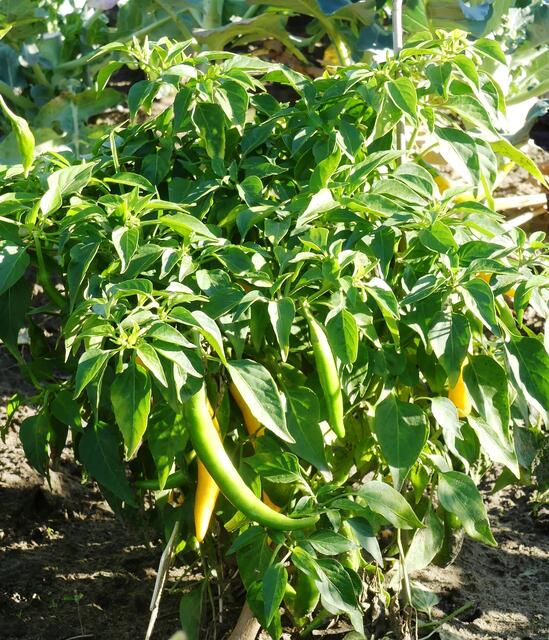 Chili