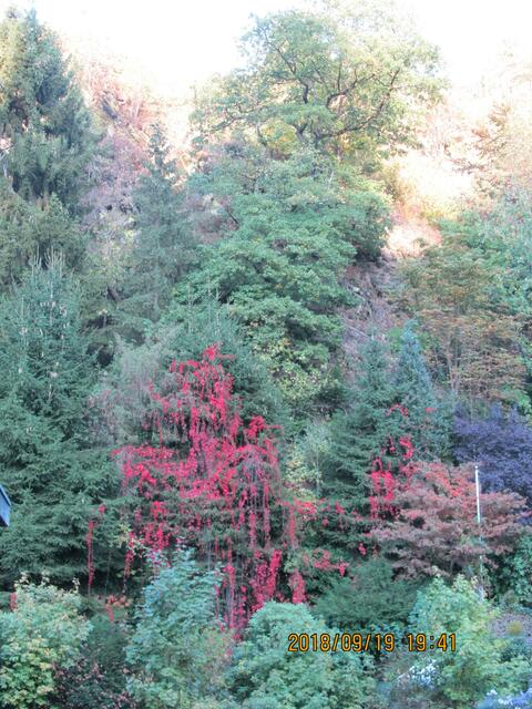 Herbstlaub in Monschau