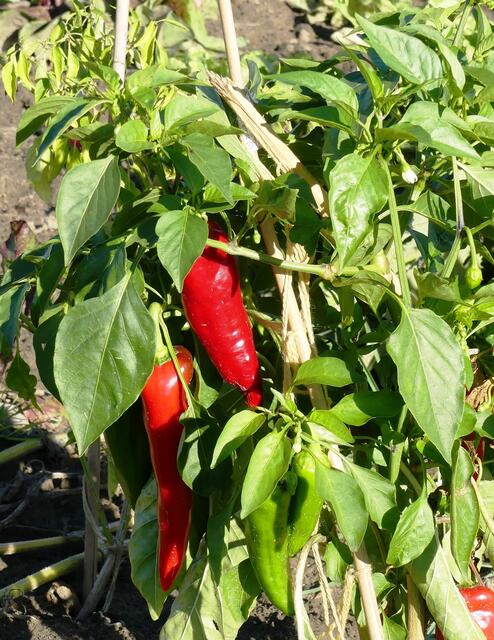 Paprika