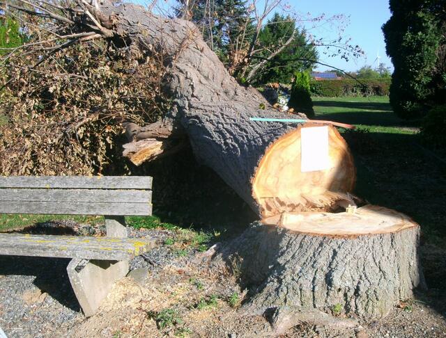 Der gefällte Baum