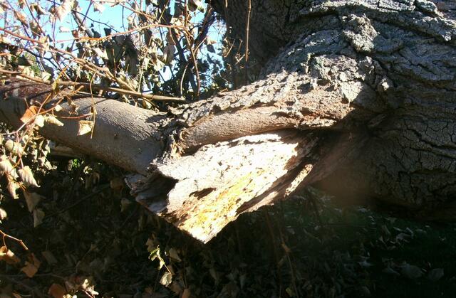 Abgestorbenes Holz