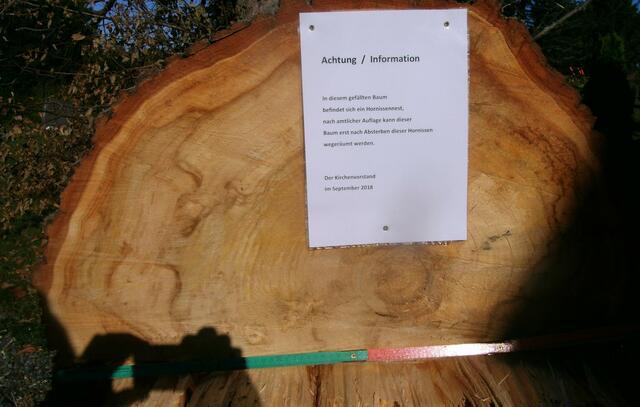 Stammdurchmesser 80 cm