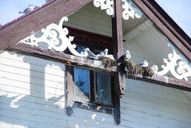 Ein leerstehendes Haus in Andenes, von unzähligen Möwen in Beschlag genommen