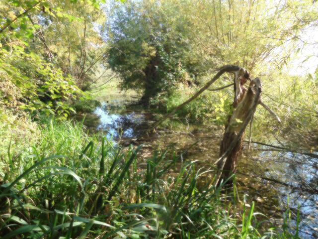 Schwafheimer Meer