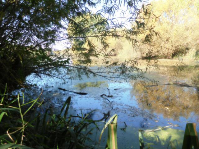 Schwafheimer Meer