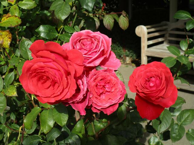 Die letzten Rosen