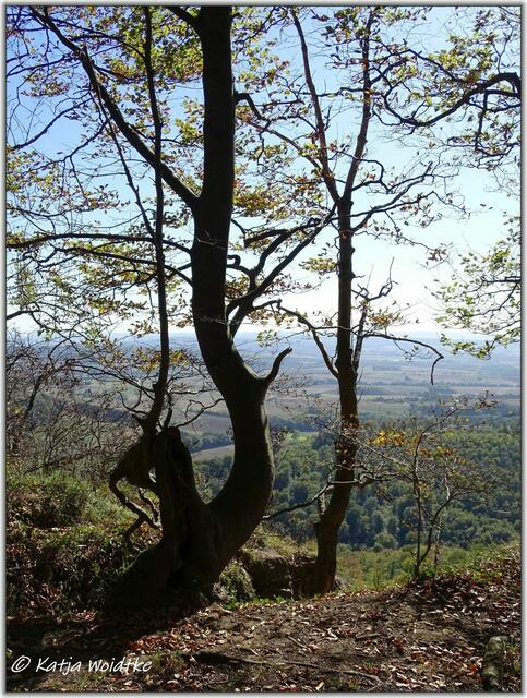 Am Hohenstein im Süntel (Foto: Katja Woidtke)