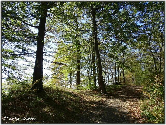Klippenweg am Hohenstein im Süntel (Foto: Katja Woidtke)