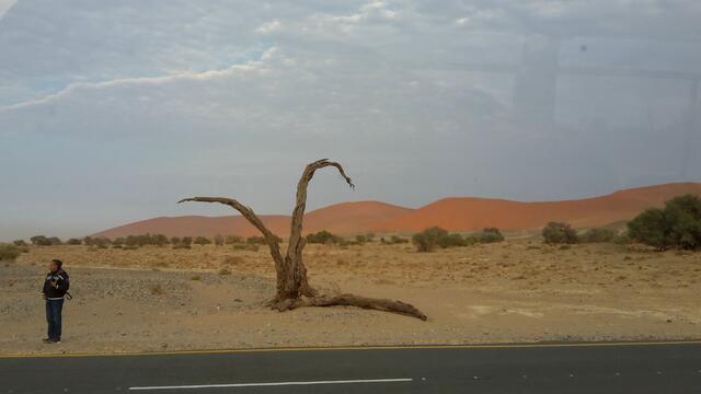 . . . einsam und verlassen . . , ein uralter Baum, . . . ein Kunstwerk in der Namibwüste . . .