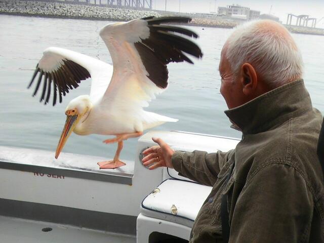 . . . Plötzlich hatte während der Seefahrt ein Pelikan vor, auf dem Heck des Schiffes zu landen.  Der Pelikan landete genau neben mir auf dem Heck des Katamarans . . .