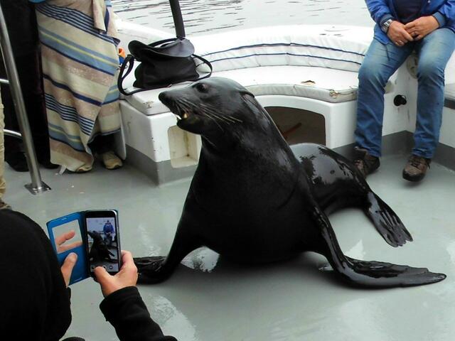 . . . ein blinder Passagier hat auf dem Deck unseres Katamarans sich festgesetzt und bettelt um Fische . . .