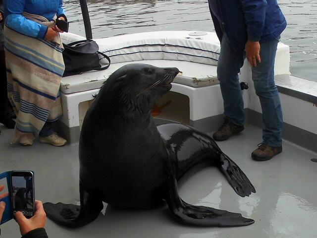 . . . ein blinder Passagier hat auf dem Deck unseres Katamarans sich festgesetzt und bettelt um Fische . . .