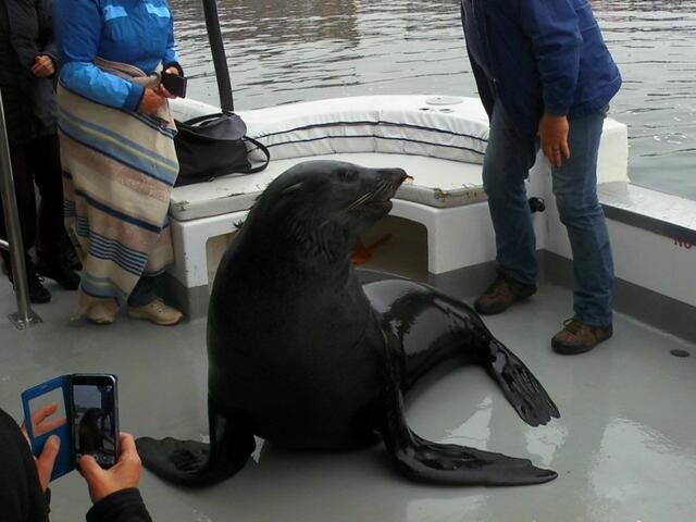 . . . ein blinder Passagier hat auf dem Deck unseres Katamarans sich festgesetzt und bettelt um Fische . . .