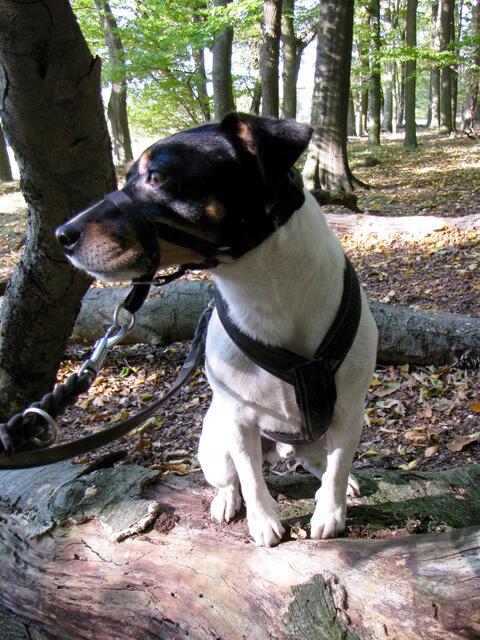 Strolchi (vom Berg)....