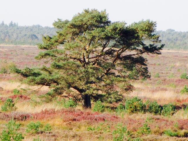 Im Moor