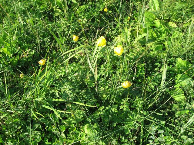 Ich muss schon staunen: Noch immer blüht hier die strengschützte Trollblume. Vielleicht ein paar Spätzünder? Aber nein, auf der Wiese sind großflächig Trollblumen zu finden. Gräser und Pflanzen sind immer noch saftig grün.