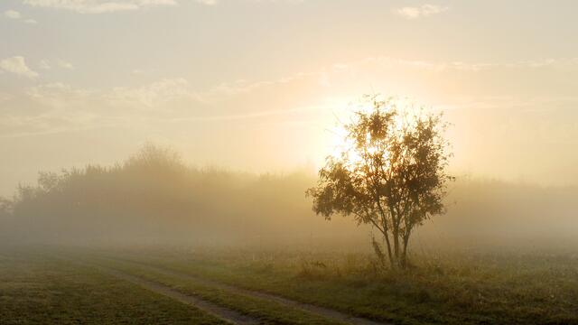 Der Frühnebel dämpft die Farben des kleinen Bäumchens. Foto: Helmut Kuzina
