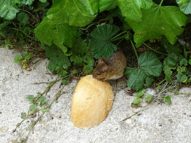 "Gute Ware, Speedy!"
