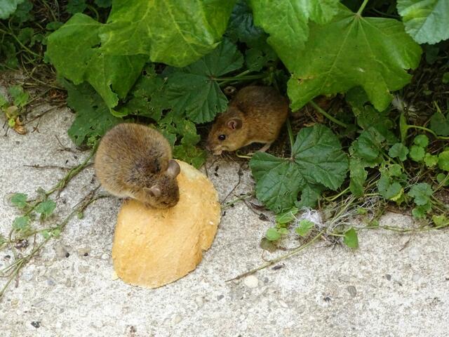 "Ein Festschmaus, Speedy! Lang auch zu!!"
