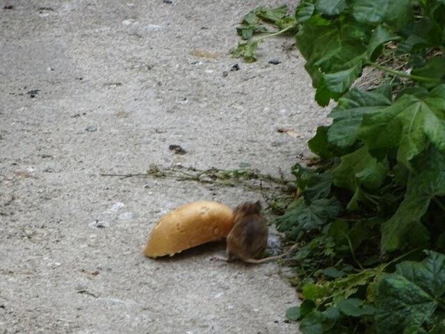 Na, bitte! Geht doch!! Nur schnell das Brot retten!!