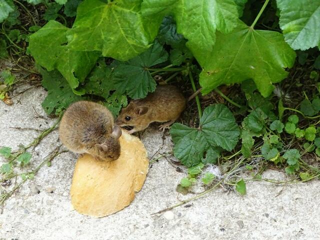 "Zu zweit schmeckt's am besten, Mama!"